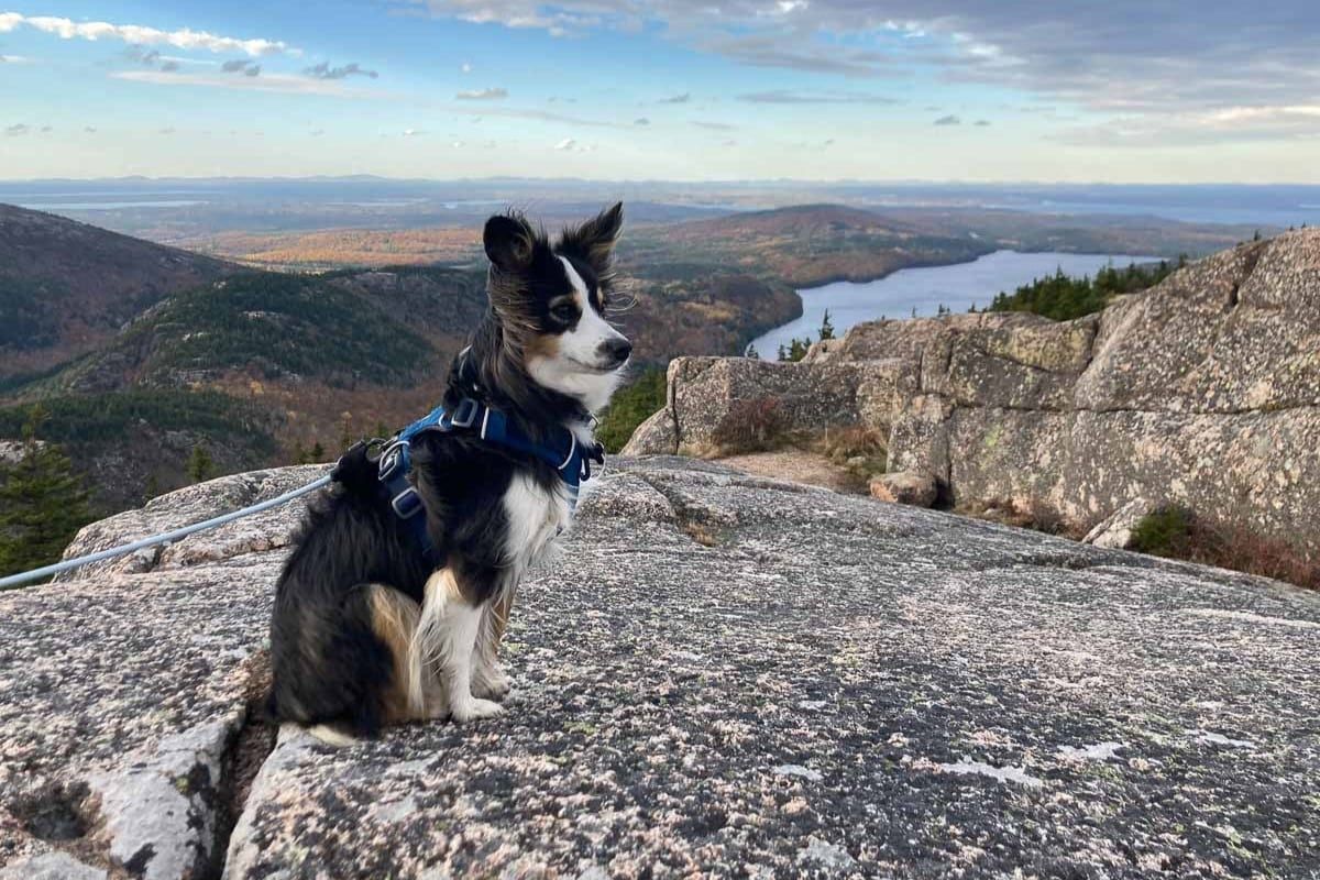 Are pets allowed in national parks?