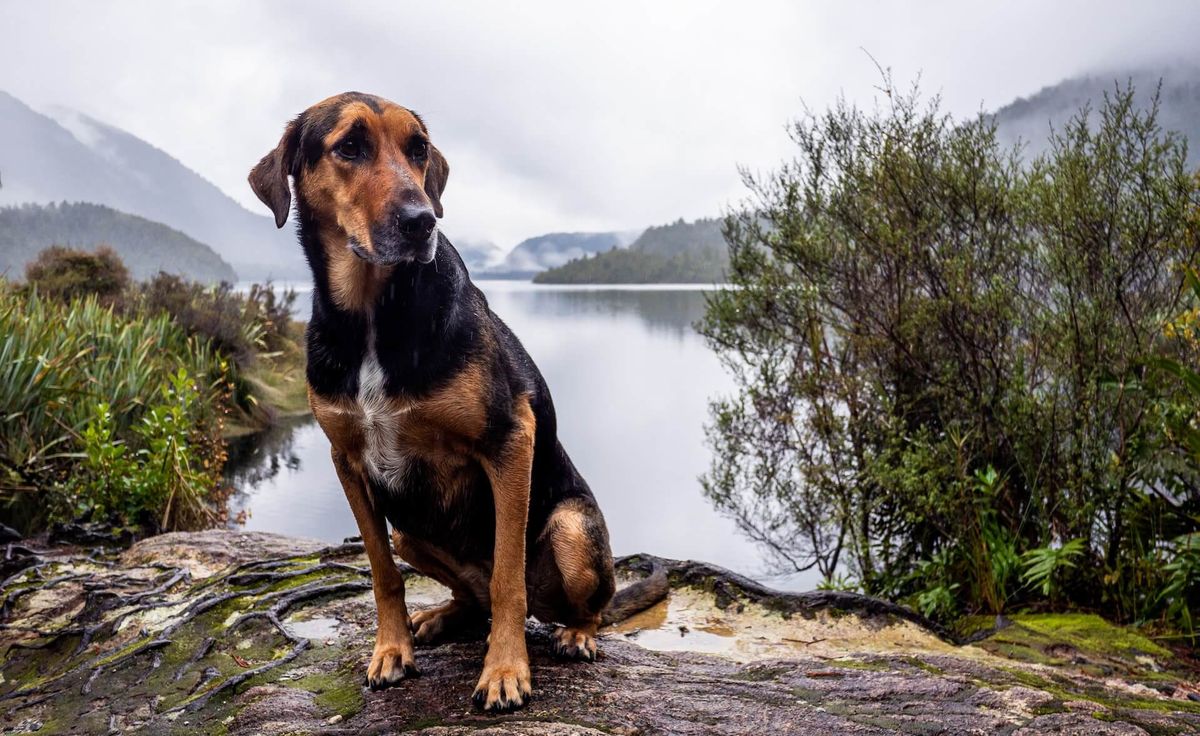 Car Camping with Dogs [Important Tips+Essentials Checklist]